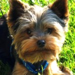 约克夏㹴-缩略图-11