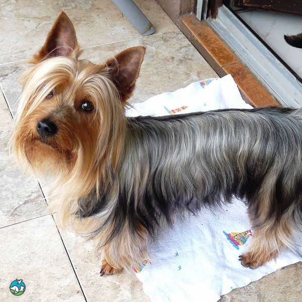 澳大利亚丝毛㹴-1