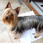 澳大利亚丝毛㹴-缩略图-1