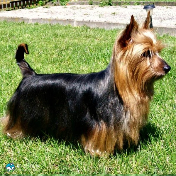 澳大利亚丝毛㹴-2