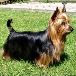 澳大利亚丝毛㹴-缩略图-2