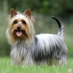 澳大利亚丝毛㹴-缩略图-3