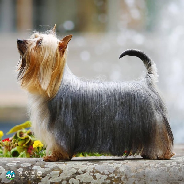 澳大利亚丝毛㹴-4