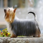 澳大利亚丝毛㹴-缩略图-4