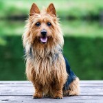 澳大利亚丝毛㹴-缩略图-5