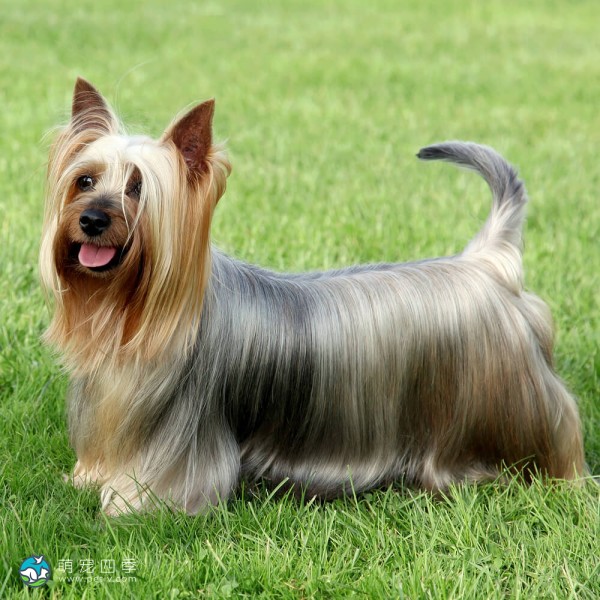 澳大利亚丝毛㹴-6