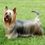 澳大利亚丝毛㹴-缩略图-6