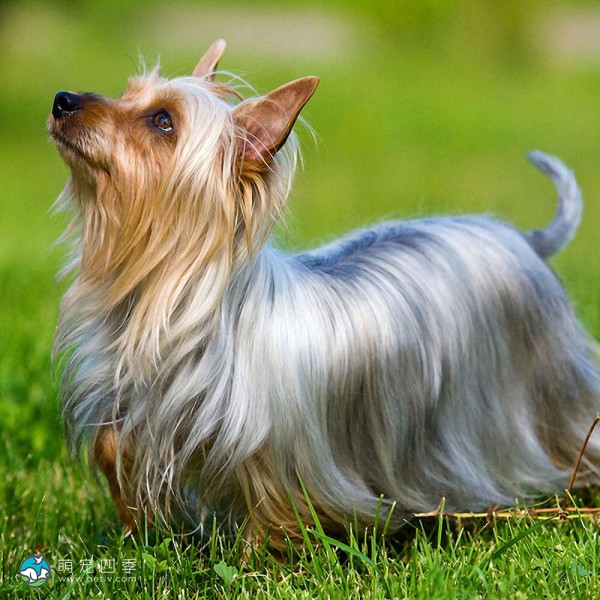 澳大利亚丝毛㹴-7