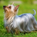 澳大利亚丝毛㹴-缩略图-7