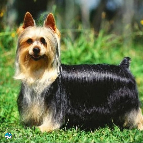 澳大利亚丝毛㹴-8