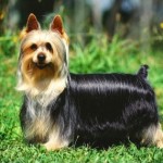 澳大利亚丝毛㹴-缩略图-8