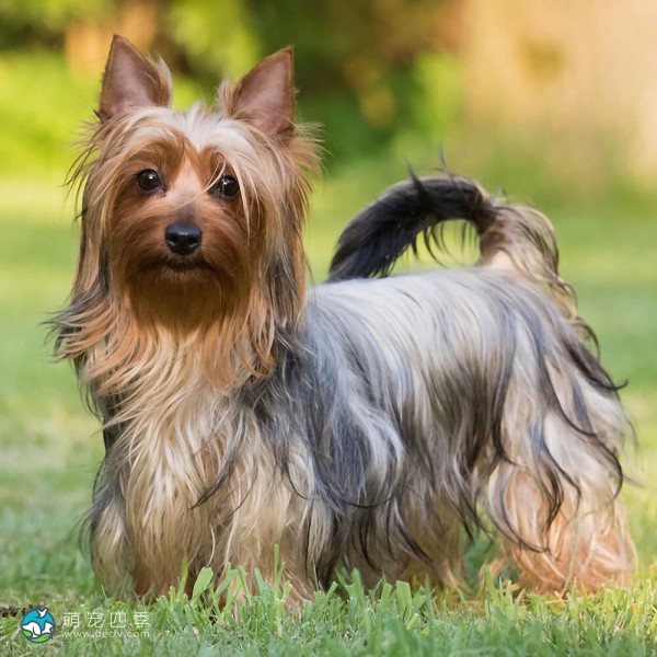 澳大利亚丝毛㹴-9