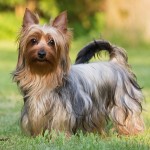 澳大利亚丝毛㹴-缩略图-9