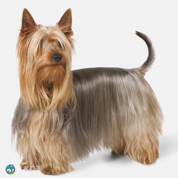 澳大利亚丝毛㹴-10