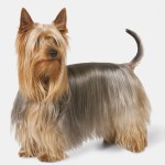 澳大利亚丝毛㹴-缩略图-10