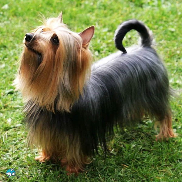 澳大利亚丝毛㹴-11