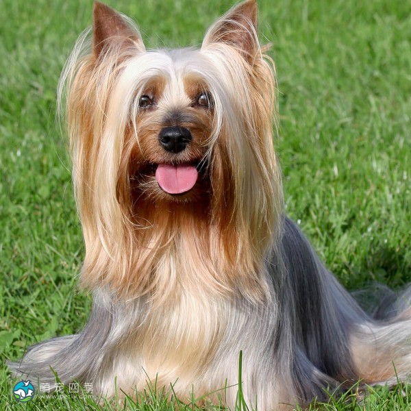 澳大利亚丝毛㹴-12