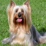 澳大利亚丝毛㹴-缩略图-12