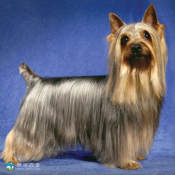 澳大利亚丝毛㹴-13