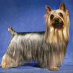 澳大利亚丝毛㹴-缩略图-13