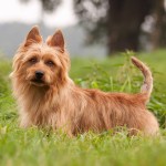 澳大利亚㹴-缩略图-2