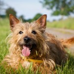 澳大利亚㹴-缩略图-3