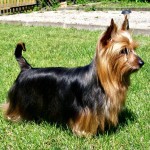 澳大利亚㹴-缩略图-5