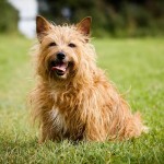 澳大利亚㹴-缩略图-6