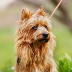 澳大利亚㹴-缩略图-7