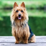 澳大利亚㹴-缩略图-8