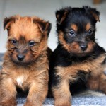 澳大利亚㹴-缩略图-10