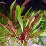 红皇冠草-缩略图-1