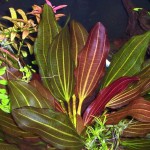 红皇冠草-缩略图-3