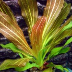 红皇冠草-缩略图-4