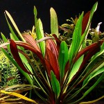 红皇冠草-缩略图-5