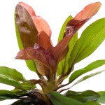 红皇冠草-缩略图-6