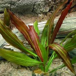 红皇冠草-缩略图-7