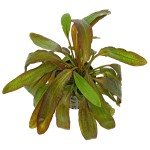 红皇冠草-缩略图-10