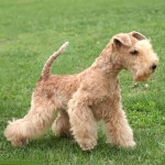 爱尔兰㹴-缩略图-1