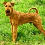 爱尔兰㹴-缩略图-2