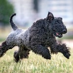 爱尔兰㹴-缩略图-3