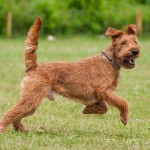 爱尔兰㹴-缩略图-4