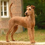 爱尔兰㹴-缩略图-5