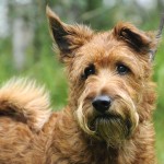 爱尔兰㹴-缩略图-6