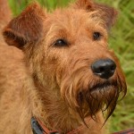 爱尔兰㹴-缩略图-7