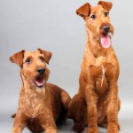 爱尔兰㹴-缩略图-8