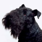 凯利蓝㹴-缩略图-2