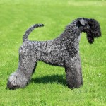 凯利蓝㹴-缩略图-3