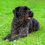 凯利蓝㹴-缩略图-5