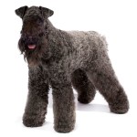 凯利蓝㹴-缩略图-6